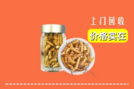 收购资讯:江城区回收散虫草